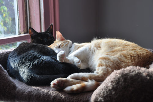 Dot and Mr Kitty in the sunbeam